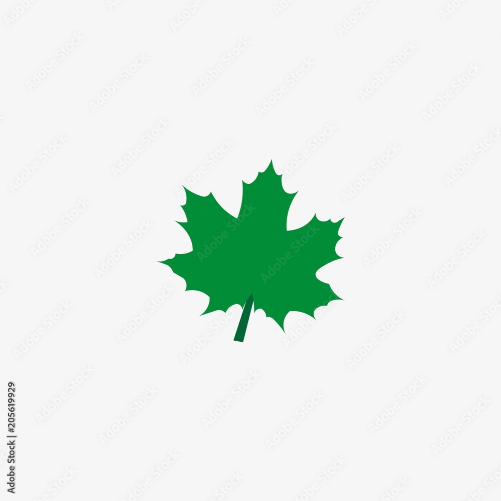 Fototapeta premium maple leaf