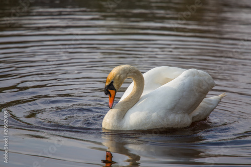 A Beautiful white swan swimming and feeting in the river in spring. Bird portrait in landscape.