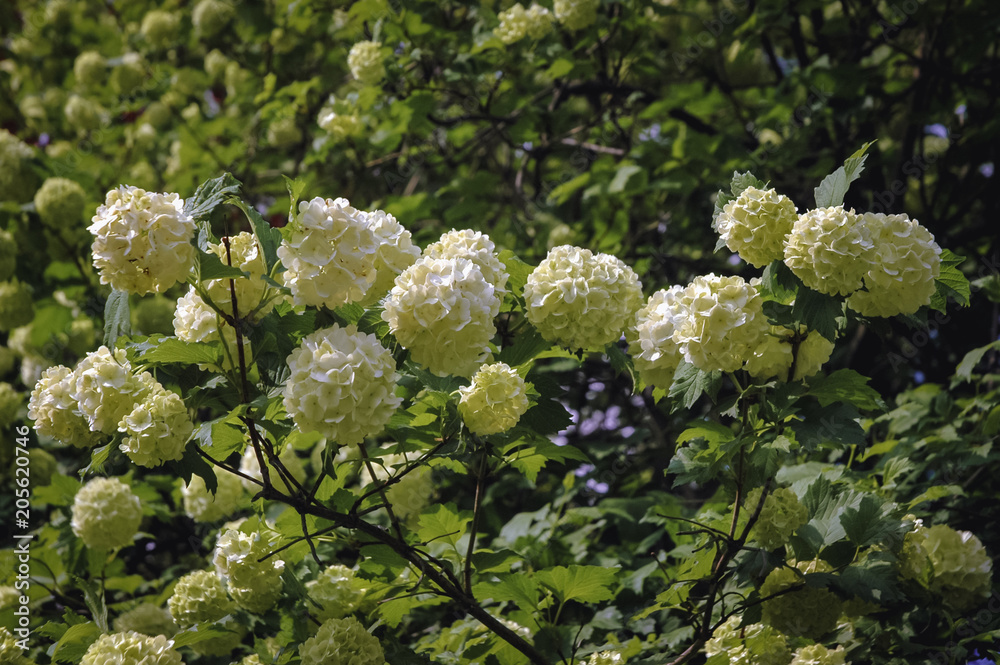 Viburnum opulus plant in the garden, variety called Roseum or Snowball Viburnum opulus plant in the garden, variety called Roseum or Snowball