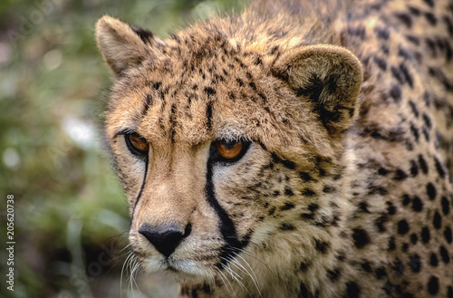Close up on a head of wild cat cheetah