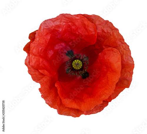 Single red  poppy isolated on white background.Top view photo