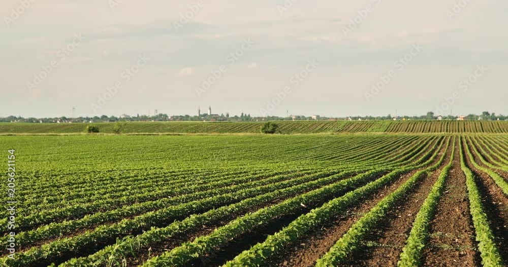 Green ripening soybean field, agricultural landscape Green ripening soybean field, agricultural landscape