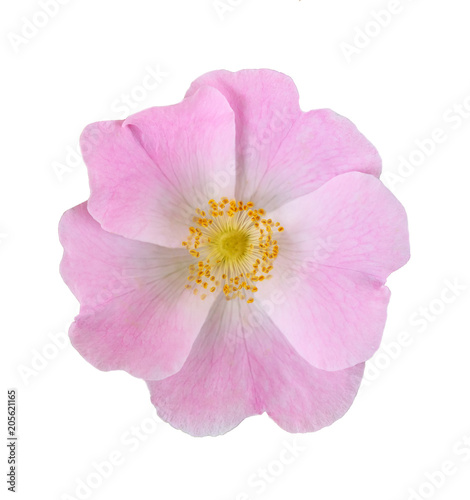 wild rose flower isolated on white background