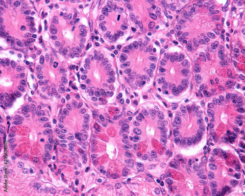 Duodenum. Paneth cells photo