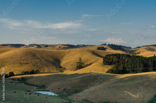 Green rolling hills of South Gippsland in Victoria, Australia. photo