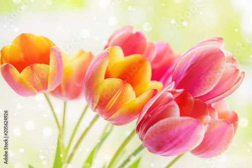 Yellow-pink tulip flowers