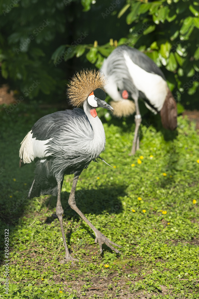 Naklejka premium Südafrika-Kronenkranich
