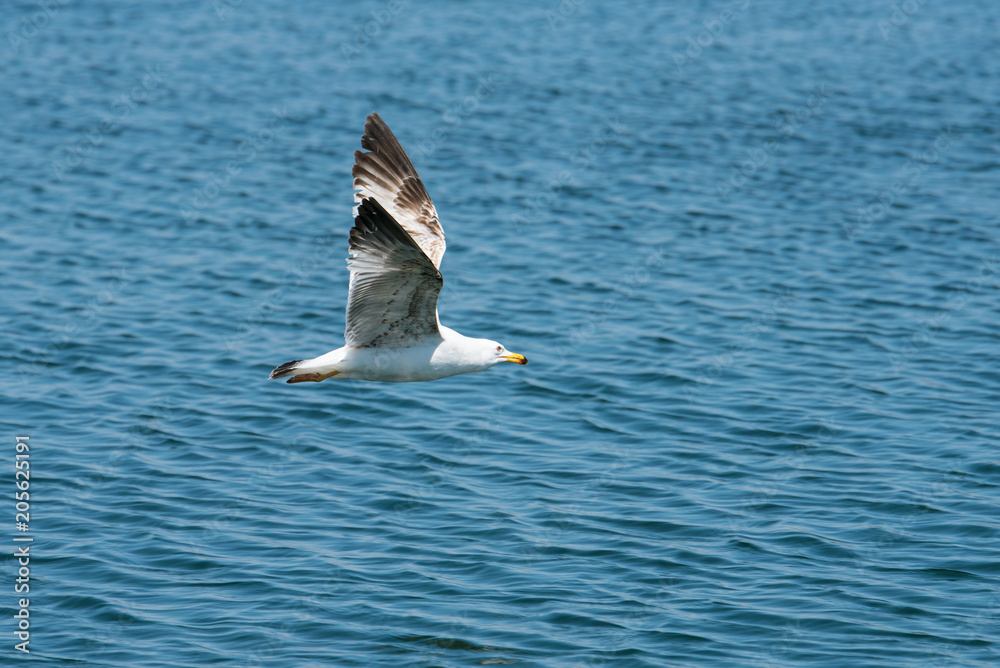 Fototapeta premium Seagull in flight, sky in the background