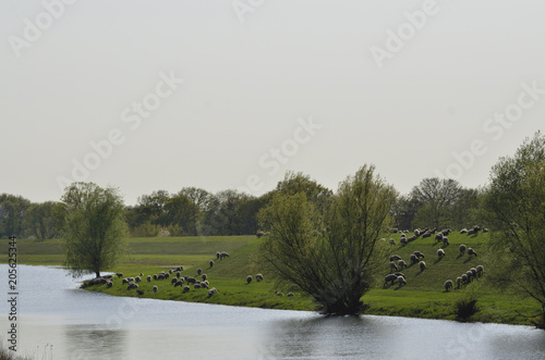 Schafherde an der Unterelbe bei Lauenburg photo