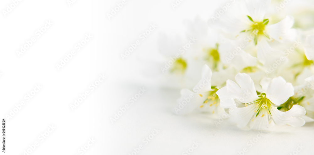Fototapeta premium Nice and romantic white flowers on white background with negative space