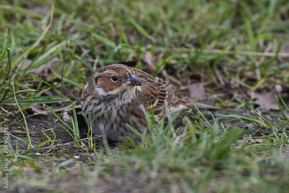 Little bunting (Emberiza pusilla) Little bunting (Emberiza pusilla)