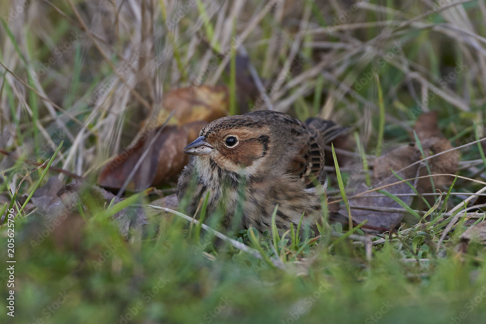 Fototapeta premium Little bunting (Emberiza pusilla)