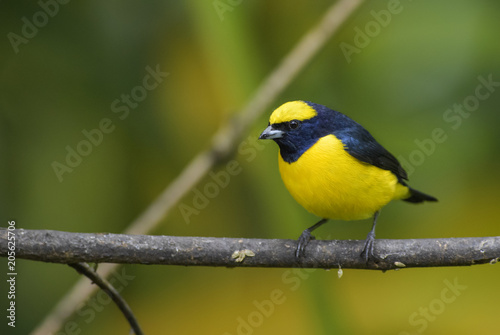Yellow-crowned Euphonia - Euphonia luteicapilla, beautiful black and yellow perching bird from New World gardens and forests, Costa Rica.