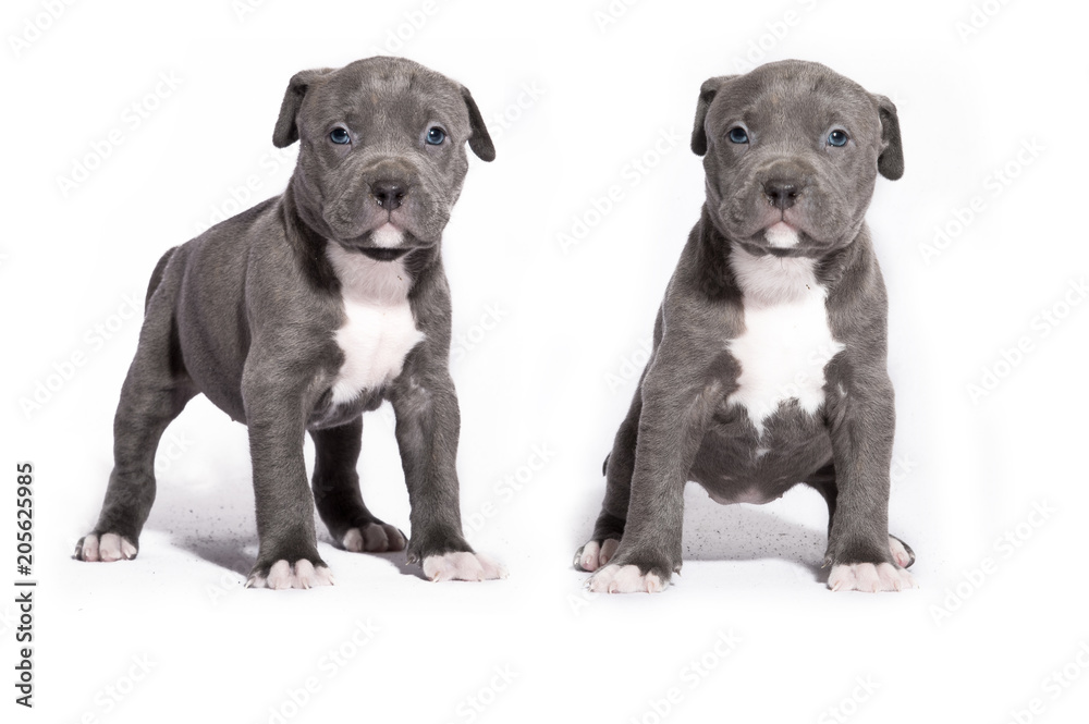 Puppy Pitbull American Bully Isolated Puppy Pitbull American Bully Isolated