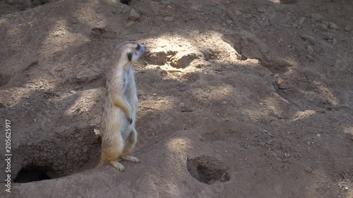 Wallpaper Mural Suricata standing on a guard. Curious meerkat. Meerkat looking out for danger and ready to signal an alarm. 4k UHD resolution Torontodigital.ca