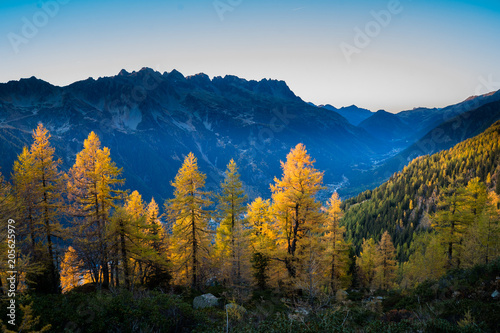 Autumn light and colours on the golden tress above the valley and mountain