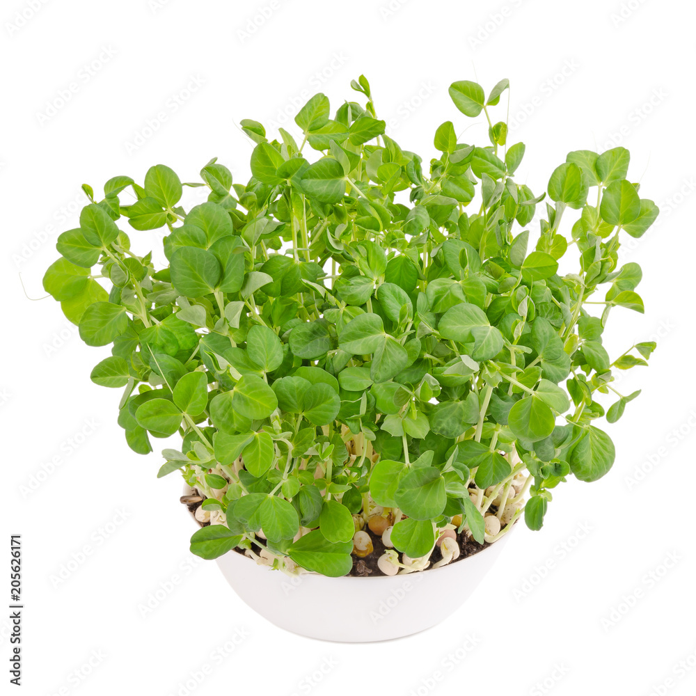 Snow pea microgreen in white bowl and potting compost from above. Shoots of Pisum sativum, mangetout or sugar peas. Young plants, seedlings, sprouts and cotyledons. Food photo, close up, over white. Snow pea microgreen in white bowl and potting compost from above. Shoots of Pisum sativum, mangetout or sugar peas. Young plants, seedlings, sprouts and cotyledons. Food photo, close up, over white.