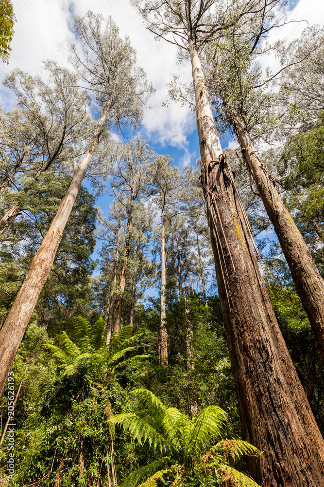 Fototapeta premium Trees