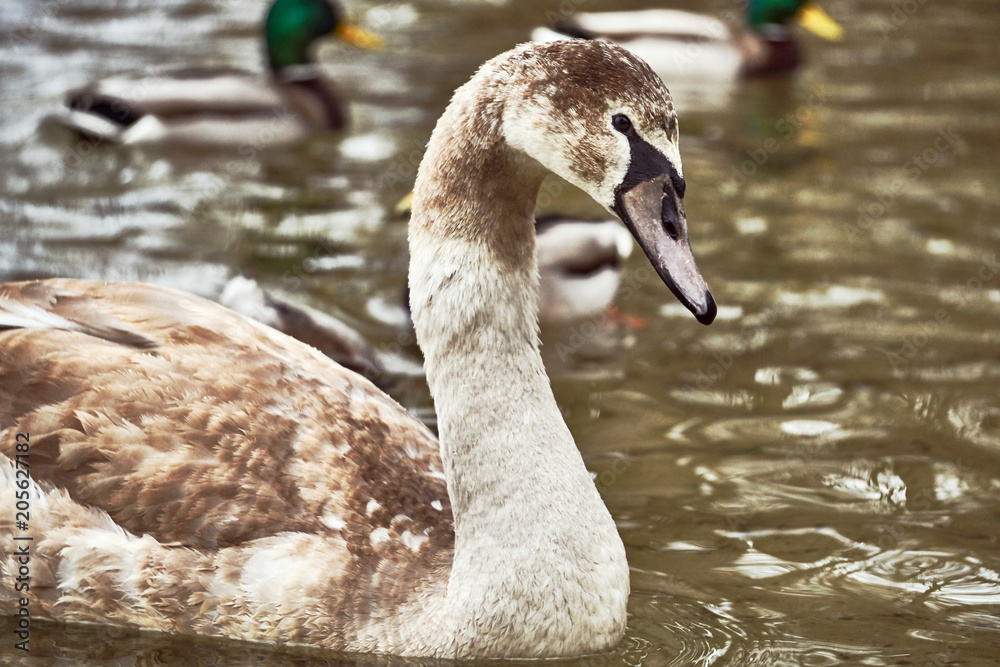 Portrait of a young swan floating on the lake in Poland. Portrait of a young swan floating on the lake in Poland.
