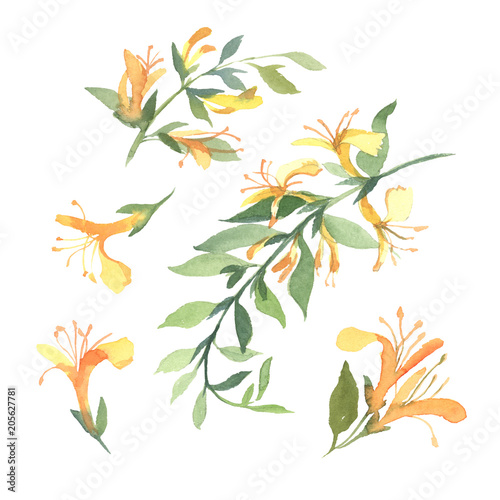 Set of watercolor yellow Lonicera flowers on white background. Flowers for wedding cards. photo