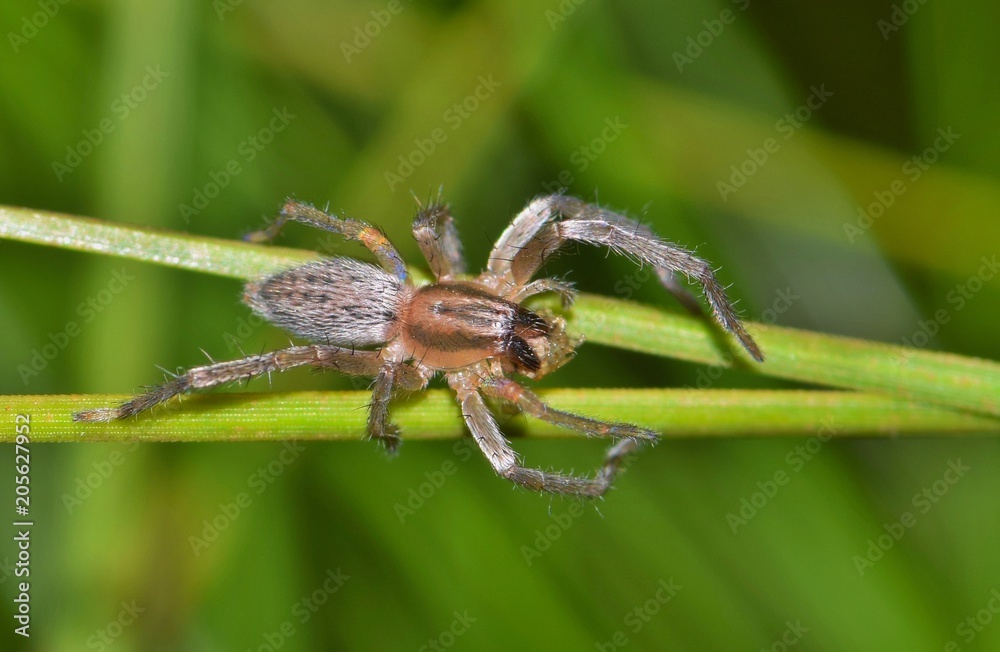 Yellow Sac spider (Cheiracanthium) with prey in a pine tree. These dangerous spiders are prolific at night, and have similar venom to the Brown Recluse spider, only a milder dose. Yellow Sac spider (Cheiracanthium) with prey in a pine tree. These dangerous spiders are prolific at night, and have similar venom to the Brown Recluse spider, only a milder dose.