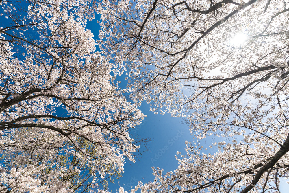 Japanese cherry tree full bloom Japanese cherry tree full bloom