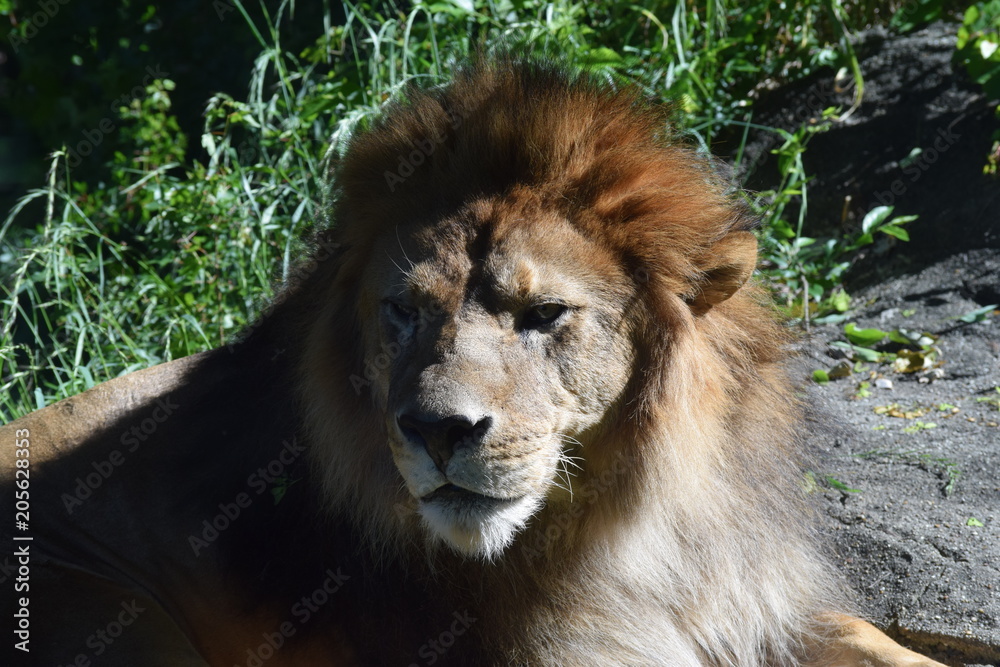 Naklejka premium オスのライオン