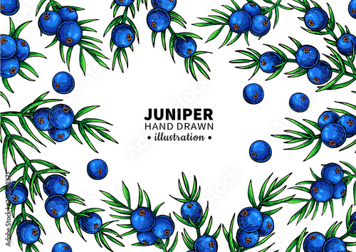 Juniper vector drawing frame. Isolated template with berry on branch. Organic essential oil
