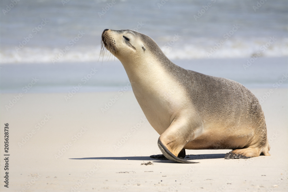 Naklejka premium Sea Lion