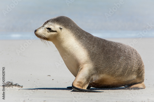 Sea Lion