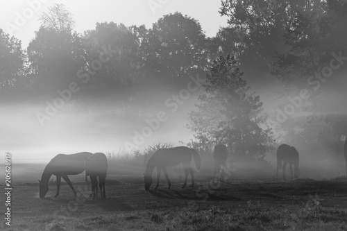 Pferde im Nebel zu Sonnenaufgang  photo