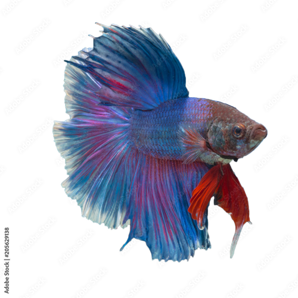 Siamese fighting fish Siamese fighting fish