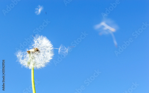 Fototapeta Naklejka Na Ścianę i Meble -  Dandelion with seed which flying in the wind against blue sky.