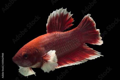 Siamese fighting fish