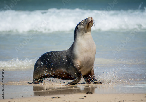 Sea Lion