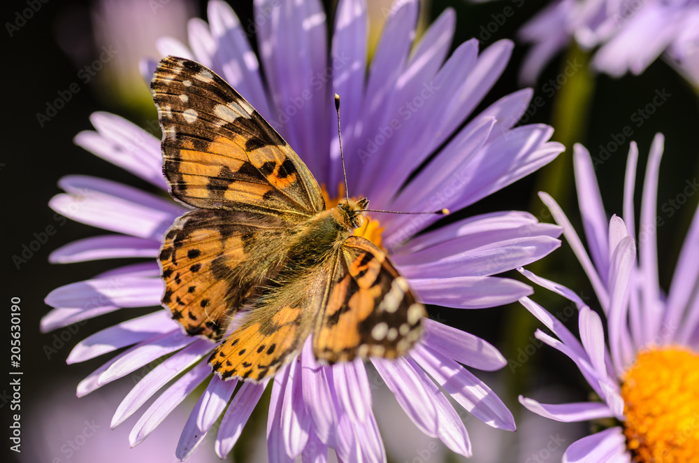 Butterfly collects nectar from purple flowers Butterfly collects nectar from purple flowers