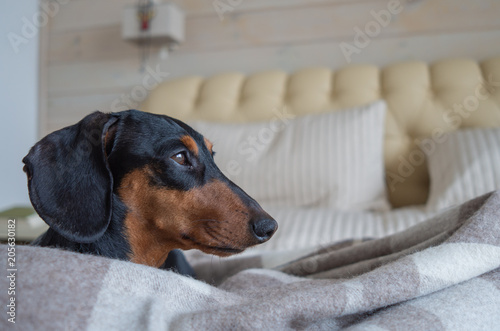 dog, animal, dachshund, pet, puppy, canine, black, cute, brown, mammal, breed, hound, portrait, isolated, pets, animals, purebred, domestic, pedigree, small, daschund, white, grass, funny, home