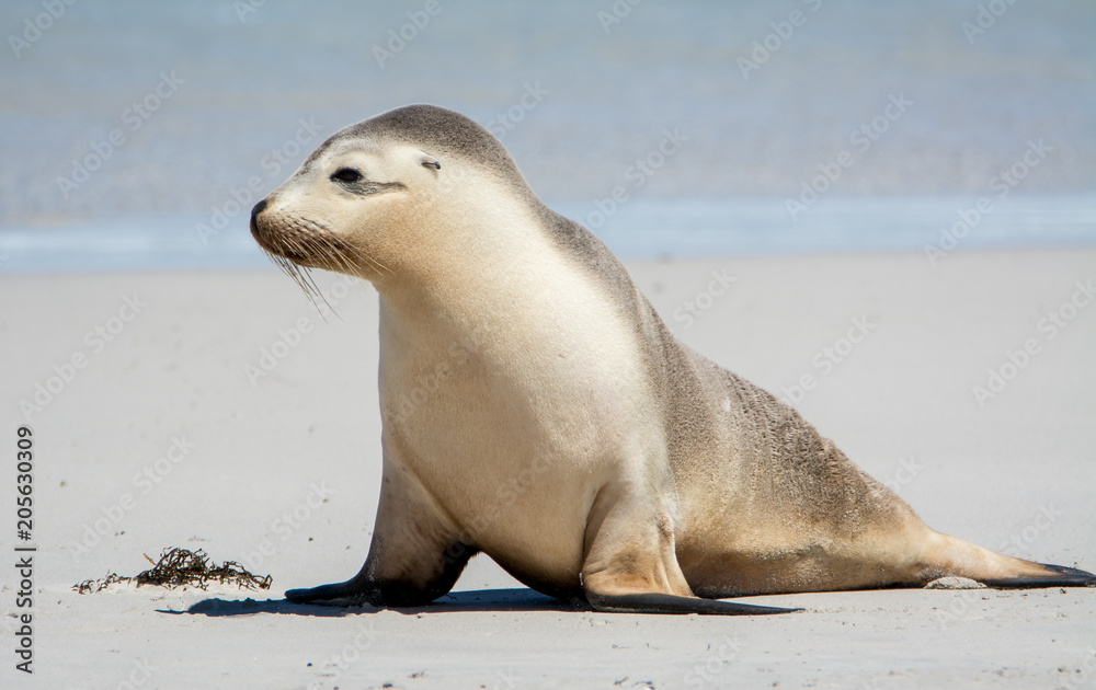 Naklejka premium Sea Lion