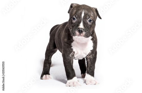 Puppy Pitbull American Bully Isolated © Luxorpics