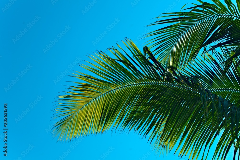 big green palm leaves on a bright blue sky background