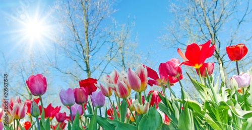 Gl  ck  Lebensfreude  Fr  hlingserwachen  Leben  Buntes  duftendes Blumenfeld im Fr  hling   