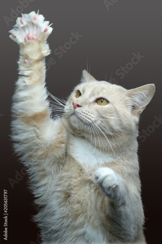 a red cat of sand color on a neutral background plays  an evil look  yellow eyes  claws on the paw  raised a paw up