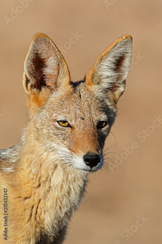 Portrait of a black-backed jackal  Canis mesomelas   Kalahari desert  South Africa.