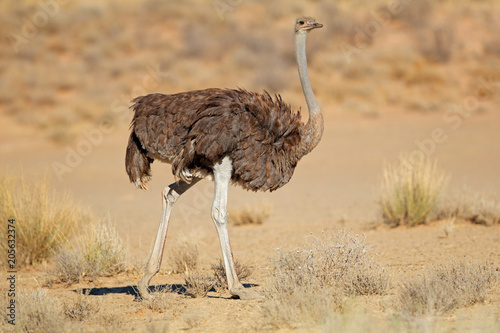 Fotografie Female ostrich (Struthio camelus) in natural habitat, Kalahari desert, South Africa
