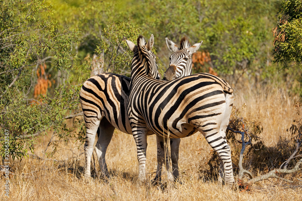 Plains zebras (Equus burchelli) in natural habitat, Kruger National Park, South Africa. Plains zebras (Equus burchelli) in natural habitat, Kruger National Park, South Africa.