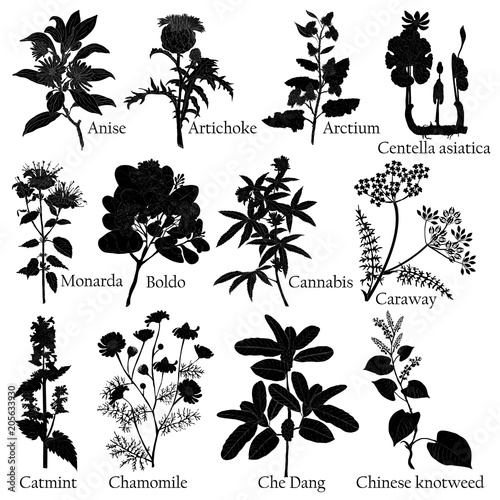 Fototapeta Naklejka Na Ścianę i Meble -  Herbal. Illustration of a plants in a vector with flower for use in the cooking of medicinal herbal tea. Also for engraving or for ceramics.