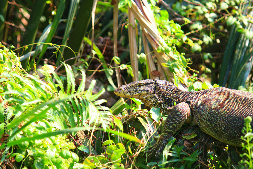 Fototapeta premium Water monitor or Varanus salvator is reptiles and amphibiansin live in forest of Thailand.