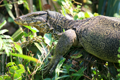 Water monitor or Varanus salvator is reptiles and amphibiansin live in forest of Thailand. photo