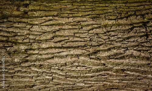 Tree bark texture