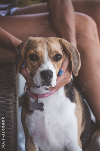 Beagle dog in nature portrait. Beagle female closeup.